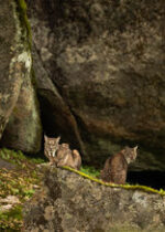 Hide del Llano - Imagen 9