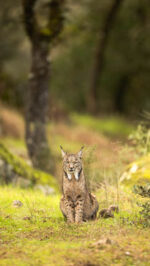 Hide del Llano - Imagen 11