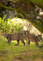 Hide del Llano - Imagen 15