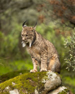 Hide del Llano - Imagen 23