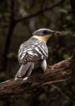 Hide de Pelayo - Imagen 2