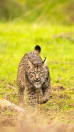 Hide del Llano - Imagen 4