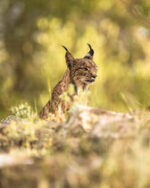 Hide del Llano - Imagen 14